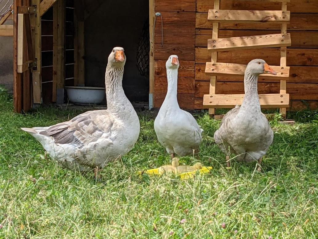 Helenes Ferienwohnung Auf Dem Bauernhof - Lausitzer Seenland Lauta Екстериор снимка
