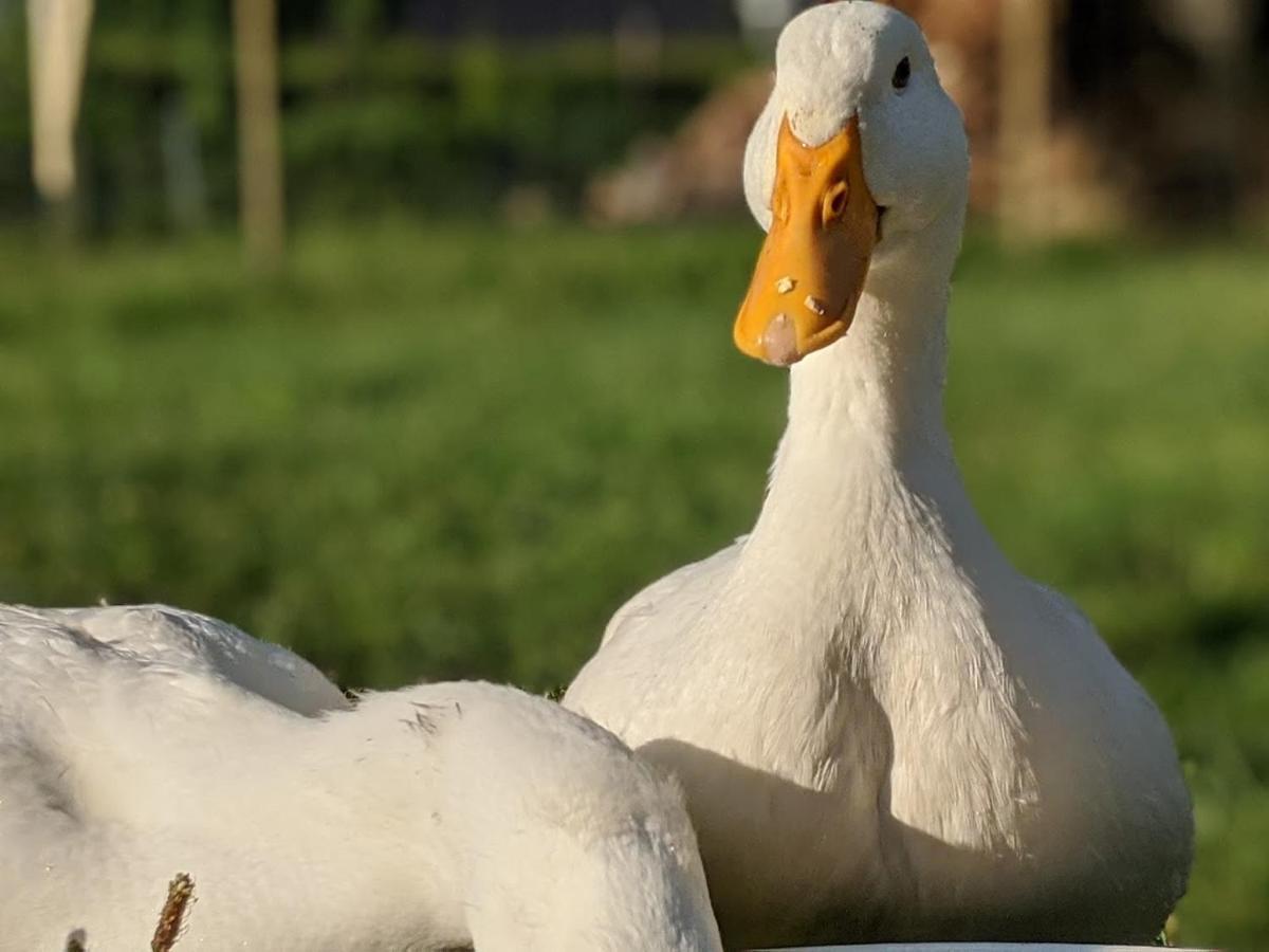 Helenes Ferienwohnung Auf Dem Bauernhof - Lausitzer Seenland Lauta Екстериор снимка