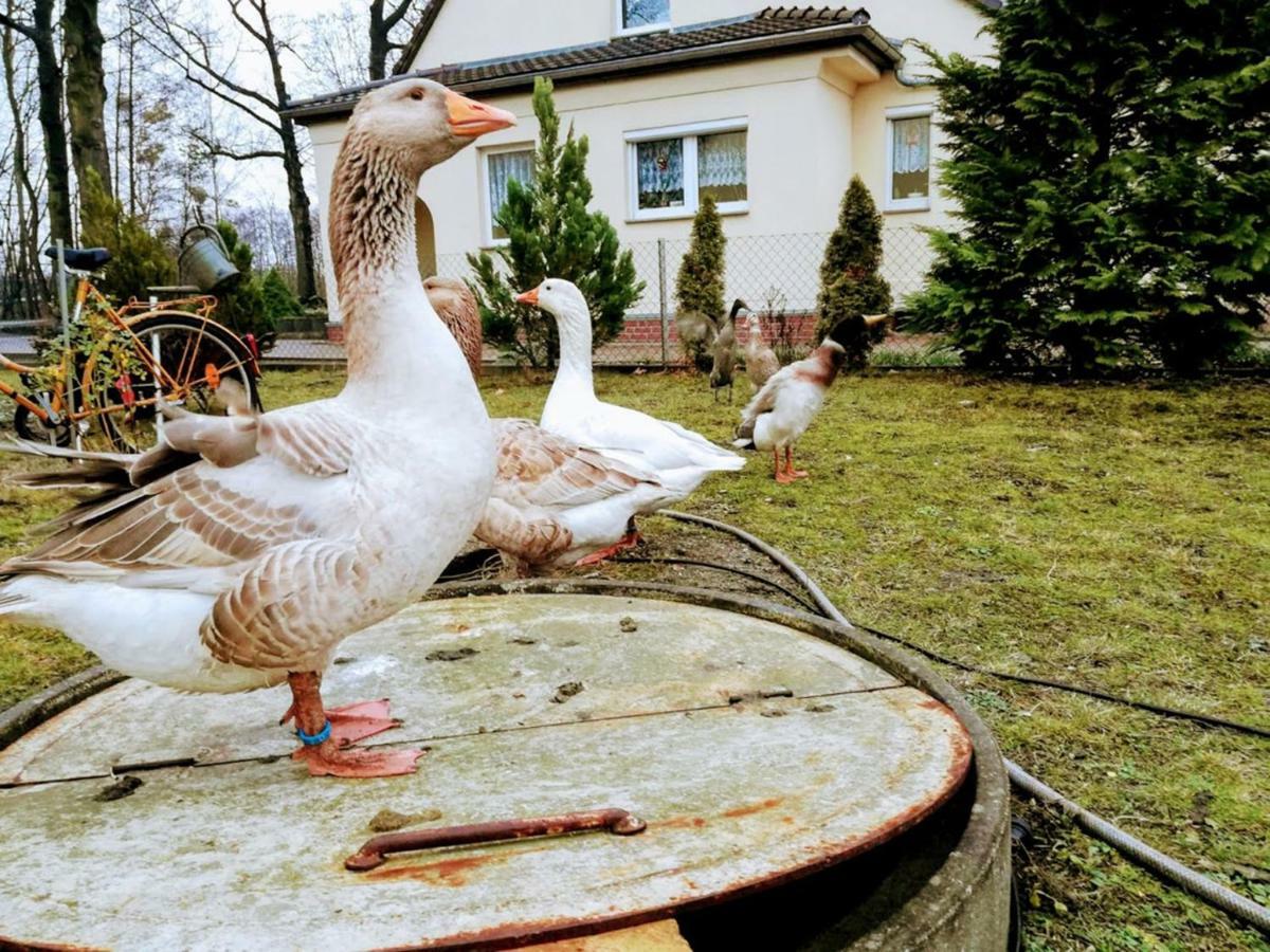 Helenes Ferienwohnung Auf Dem Bauernhof - Lausitzer Seenland Lauta Екстериор снимка